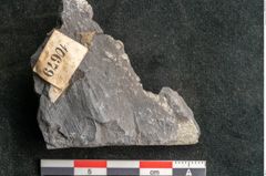 Foto (Detailansicht) von Neuropteris sp.  (NHMW-GEO-2024-0188-10679)